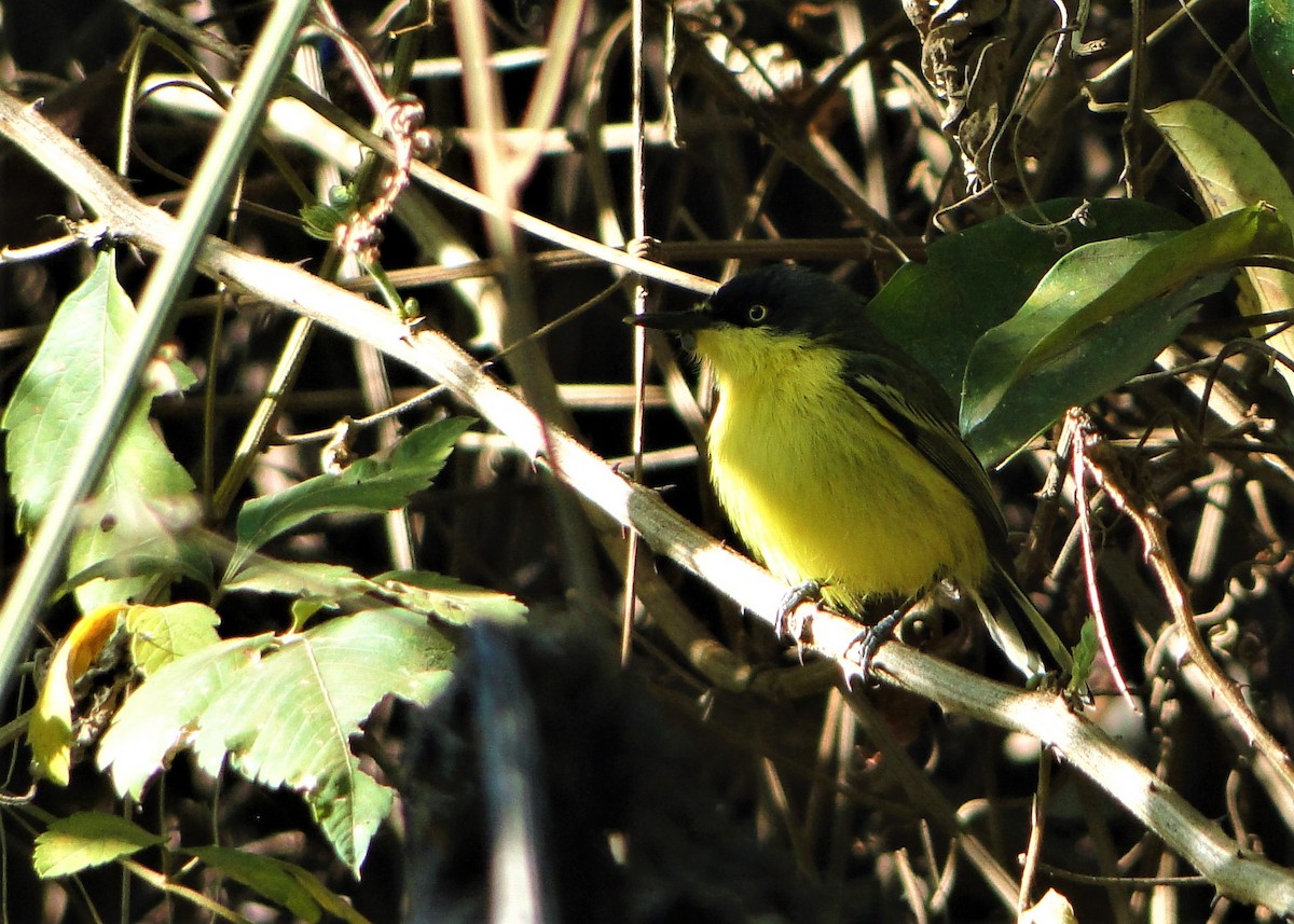 Common Tody-Flycatcher - ML68043991