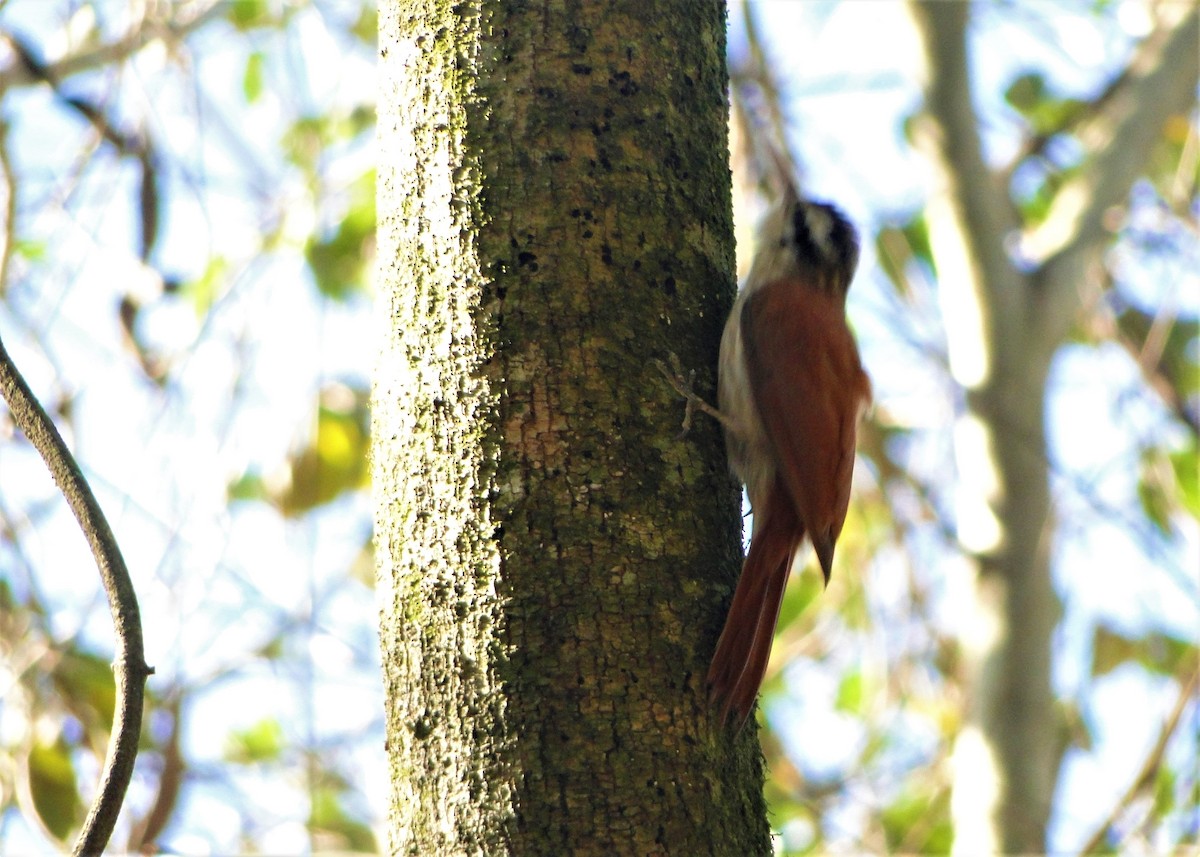 Narrow-billed Woodcreeper - ML68044021