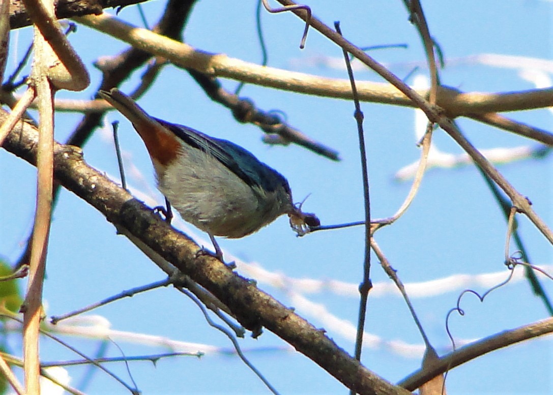 Chestnut-vented Conebill - Carlos Otávio Gussoni