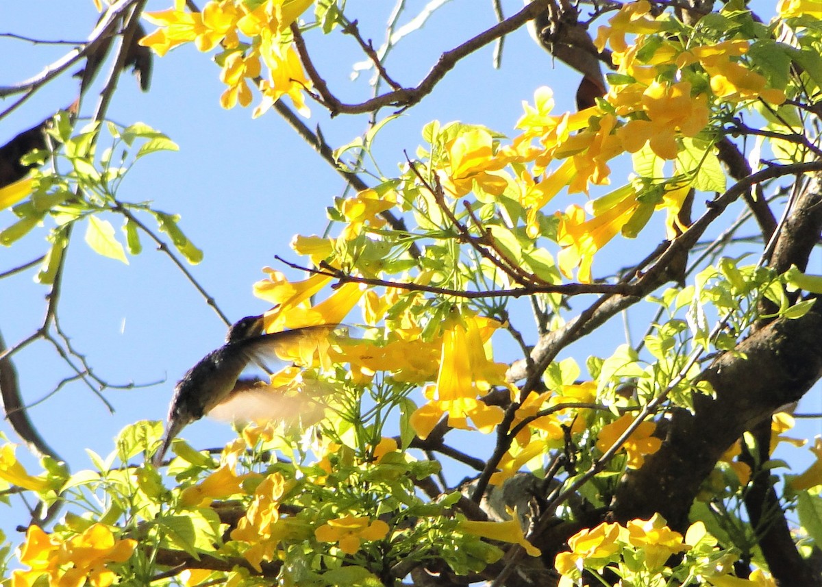 kolibřík fialovolímcový - ML68044141