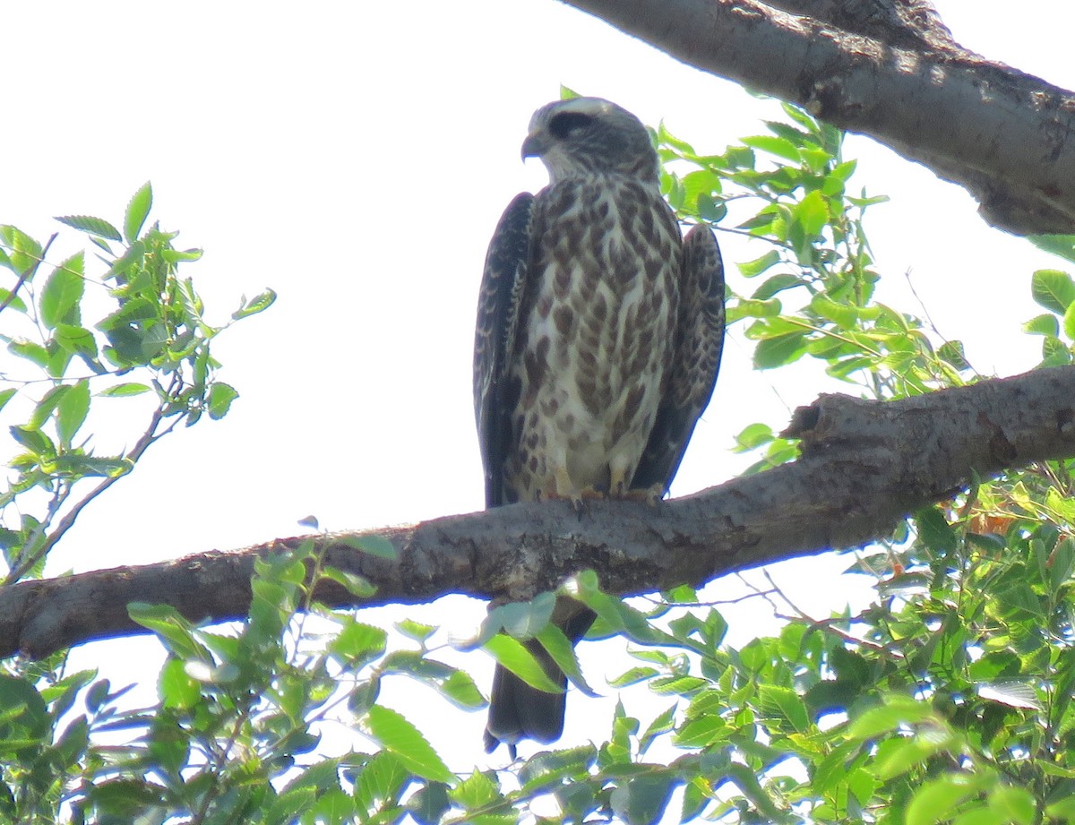 Mississippi Kite - ML68045641