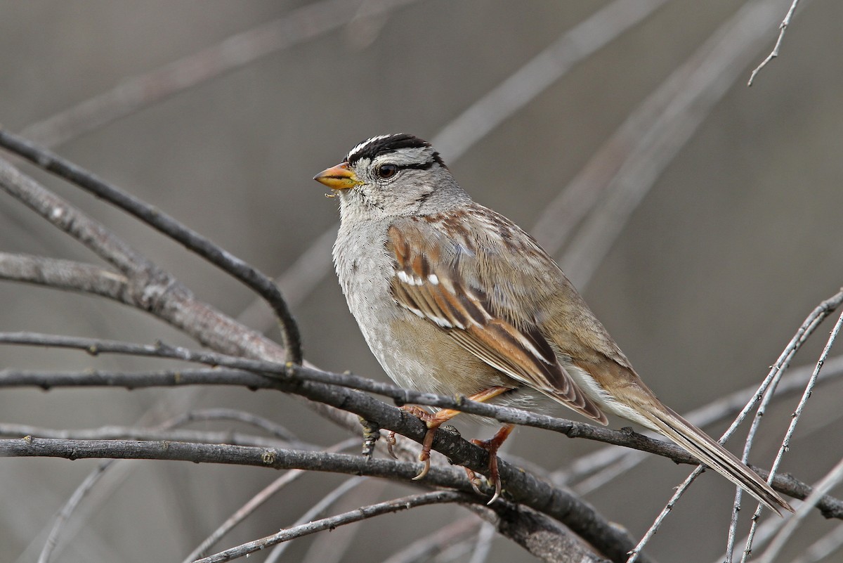 White-crowned Sparrow (Gambel's) - Christoph Moning
