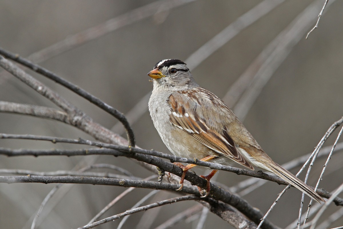 White-crowned Sparrow (Gambel's) - Christoph Moning
