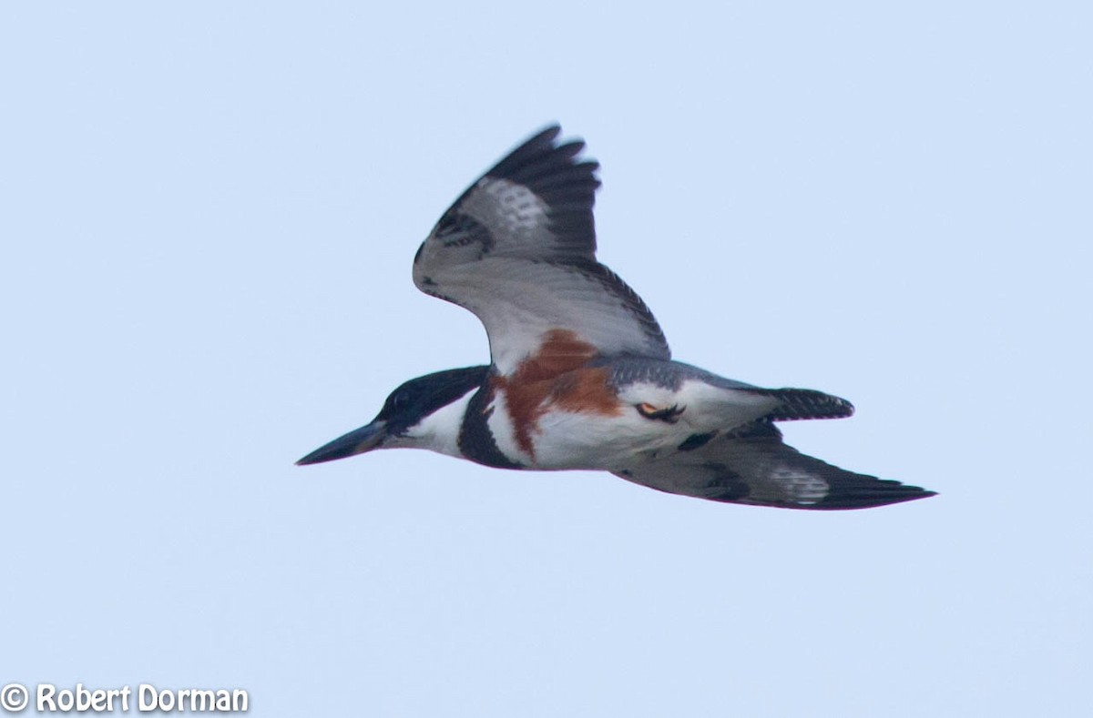 Belted Kingfisher - ML68046951