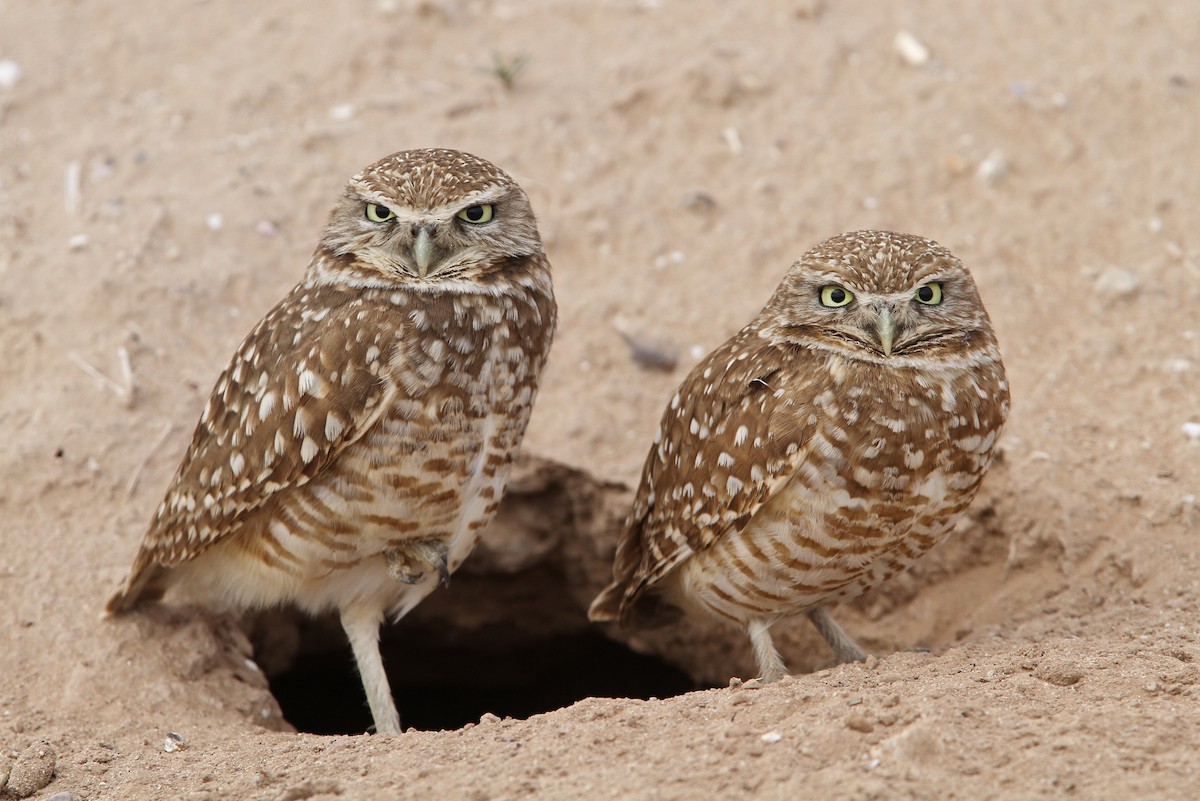 Burrowing Owl - Christoph Moning