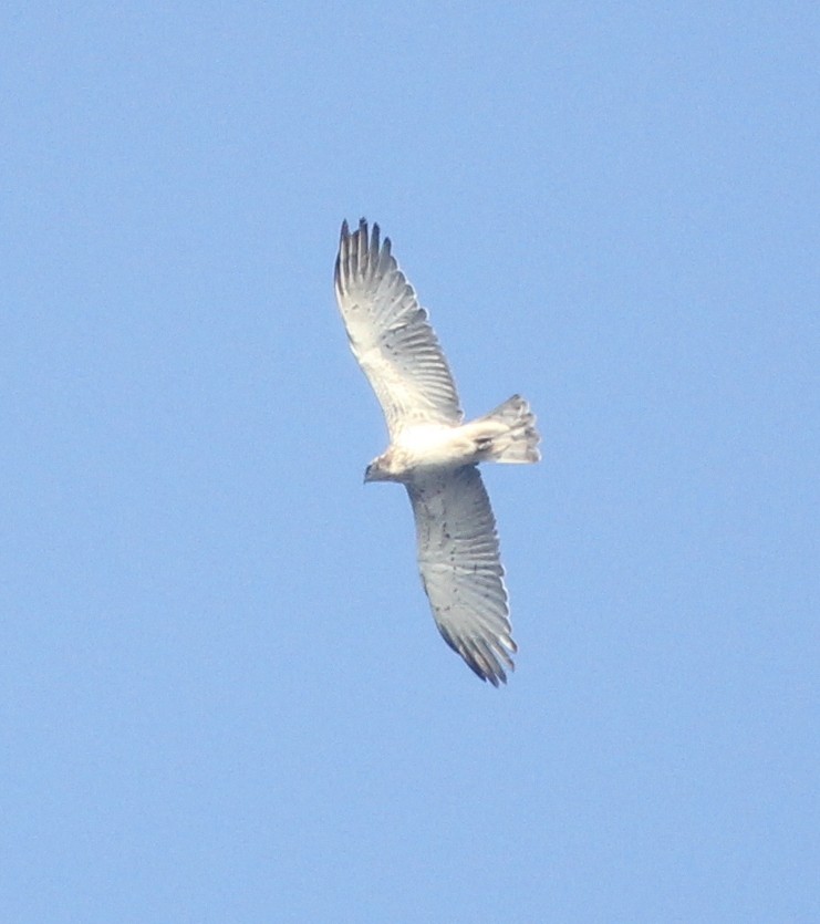 Short-toed Snake-Eagle - ML68048361