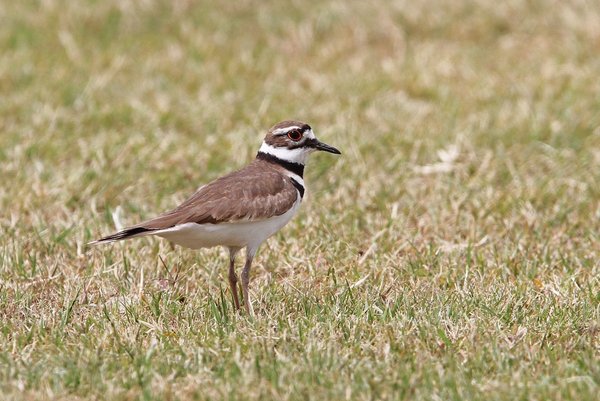 Killdeer - ML68049361