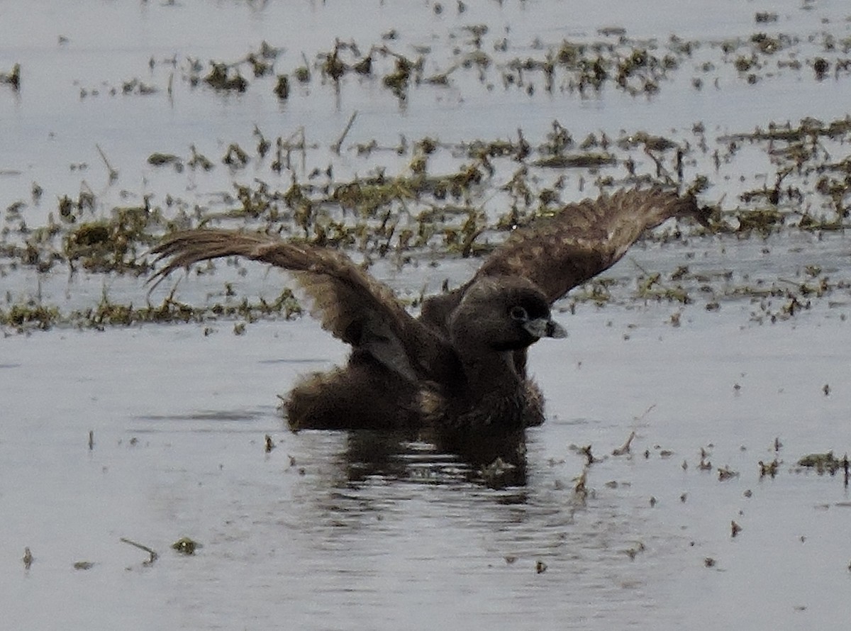 Pied-billed Grebe - ML68050951