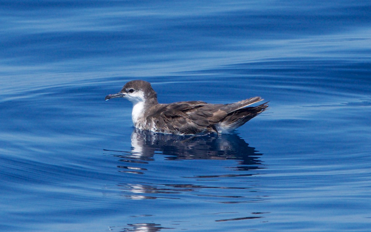 Audubon's Shearwater - Hal Mitchell