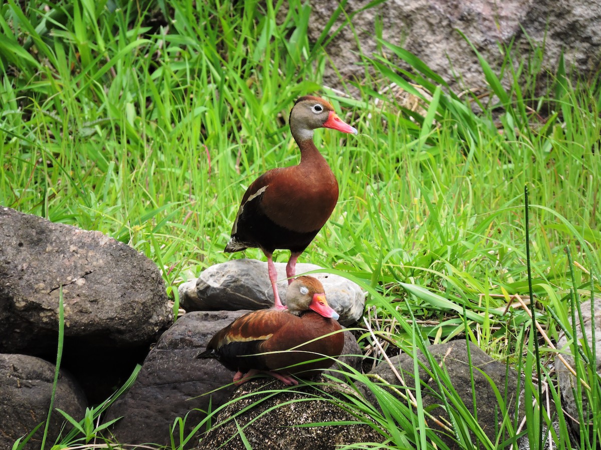 Black-bellied Whistling-Duck - ML68051771