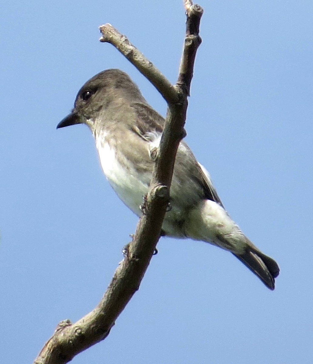 Olive-sided Flycatcher - Frank Windfelder