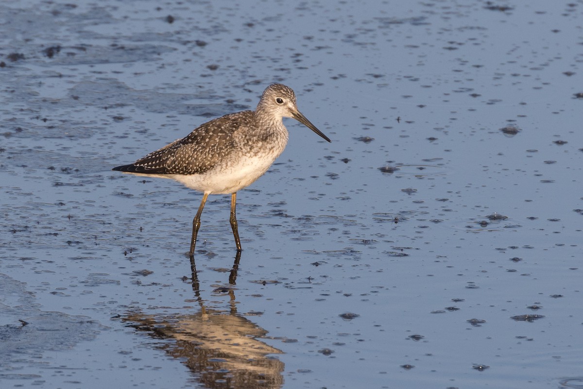 Greater Yellowlegs - ML68052771