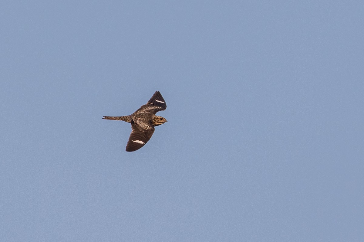 Common Nighthawk - Louis Bevier