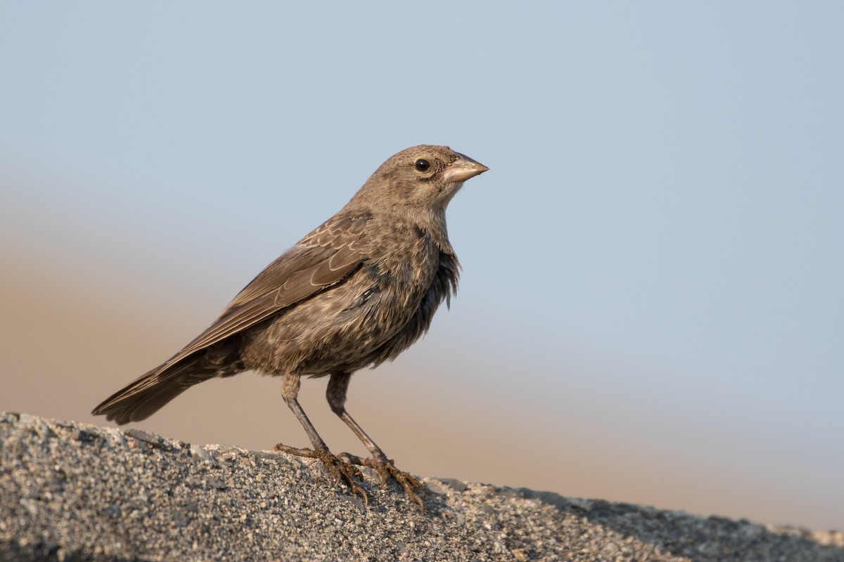 Brown-headed Cowbird - ML68052841