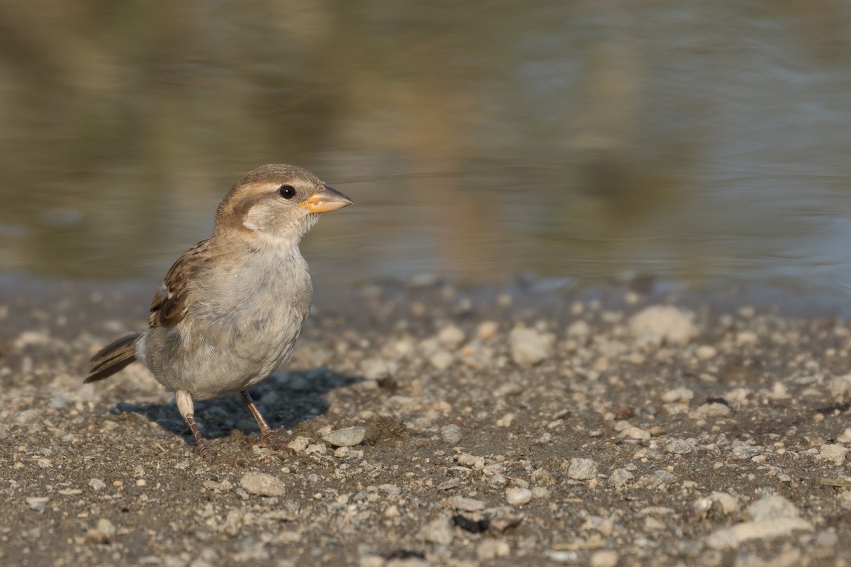 House Sparrow - ML68052981