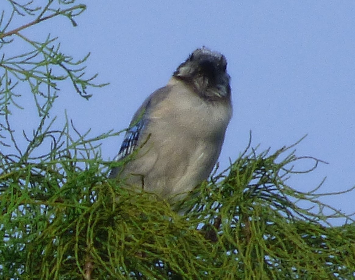 Blue Jay - ML68053091