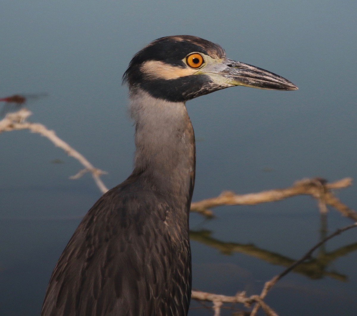 Yellow-crowned Night Heron - ML68053241