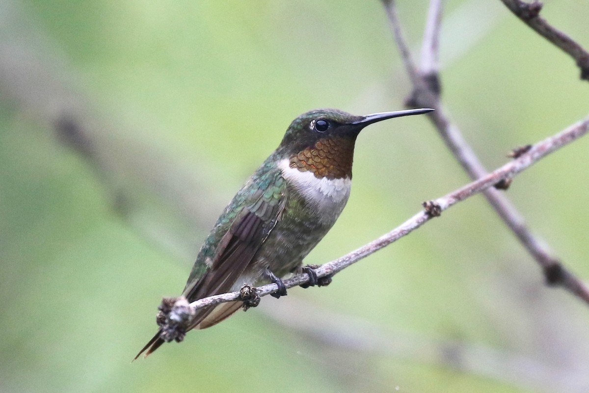 Ruby-throated Hummingbird - ML68053261