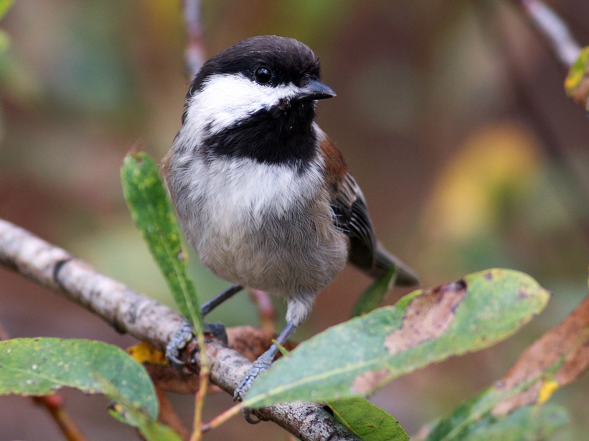 Adult (Central California Coast)
