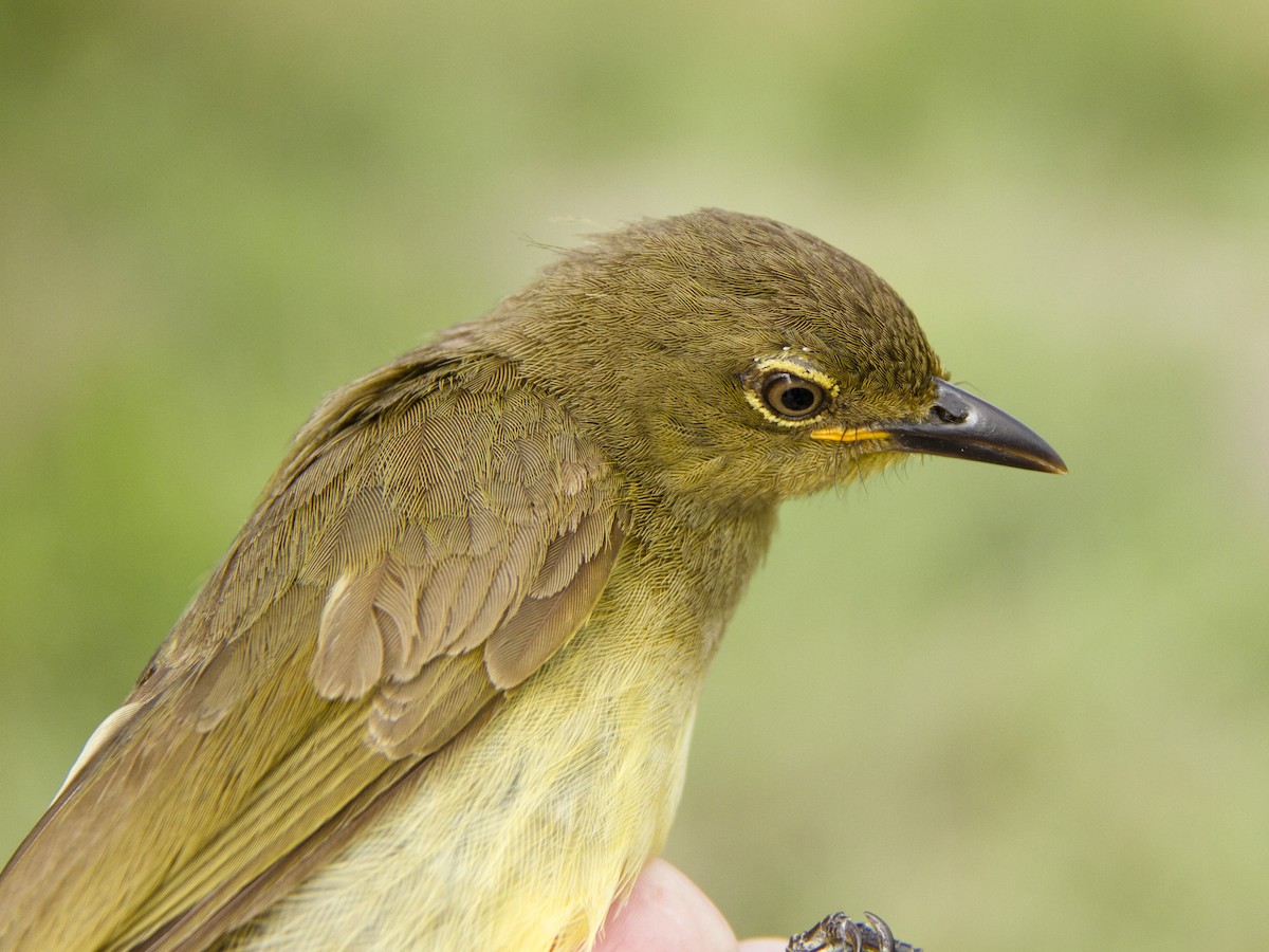 Sombre Greenbul - Phil Stouffer