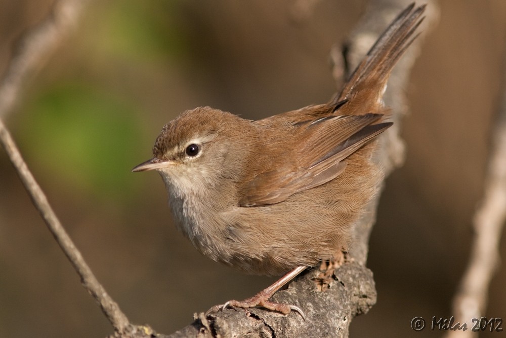 Cetti's Warbler - ML68054901
