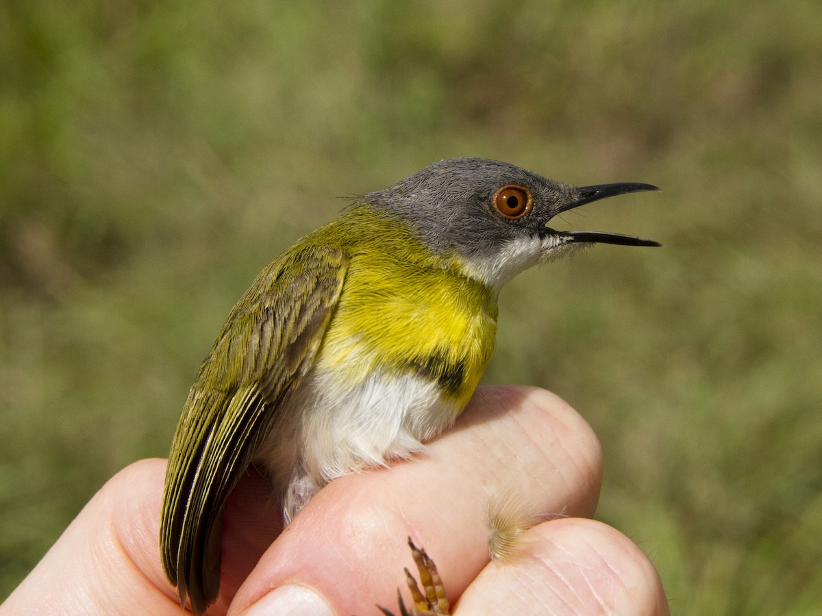 Yellow-breasted Apalis - ML68055801