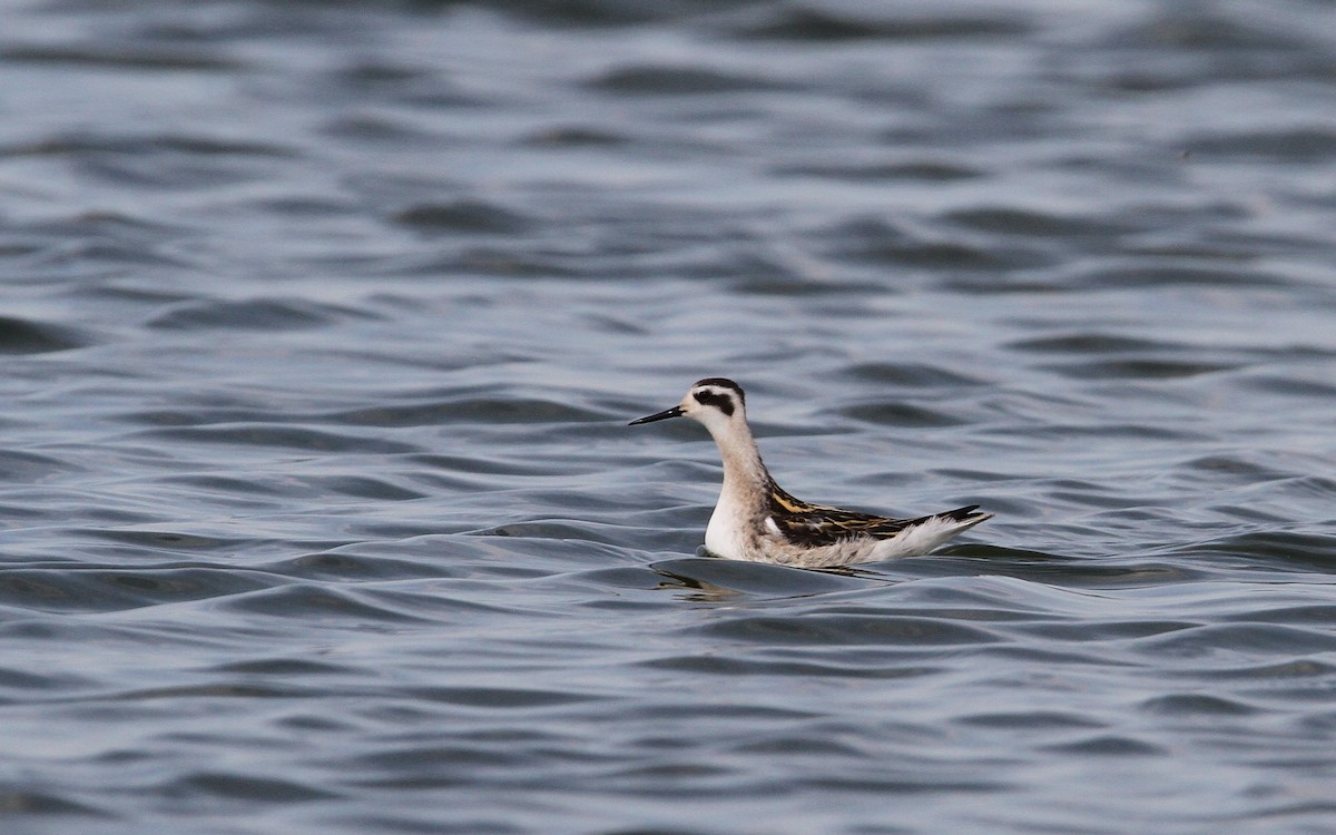 Red-necked Phalarope - ML68056081