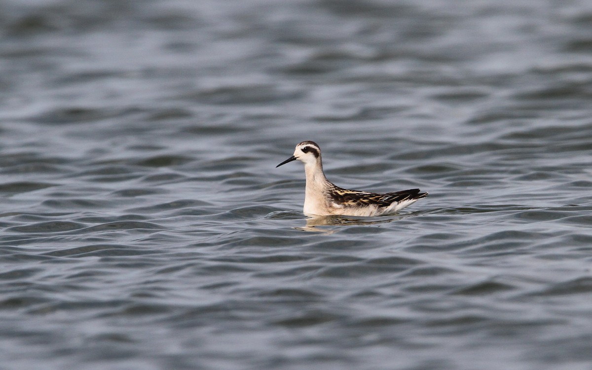 Red-necked Phalarope - ML68056111