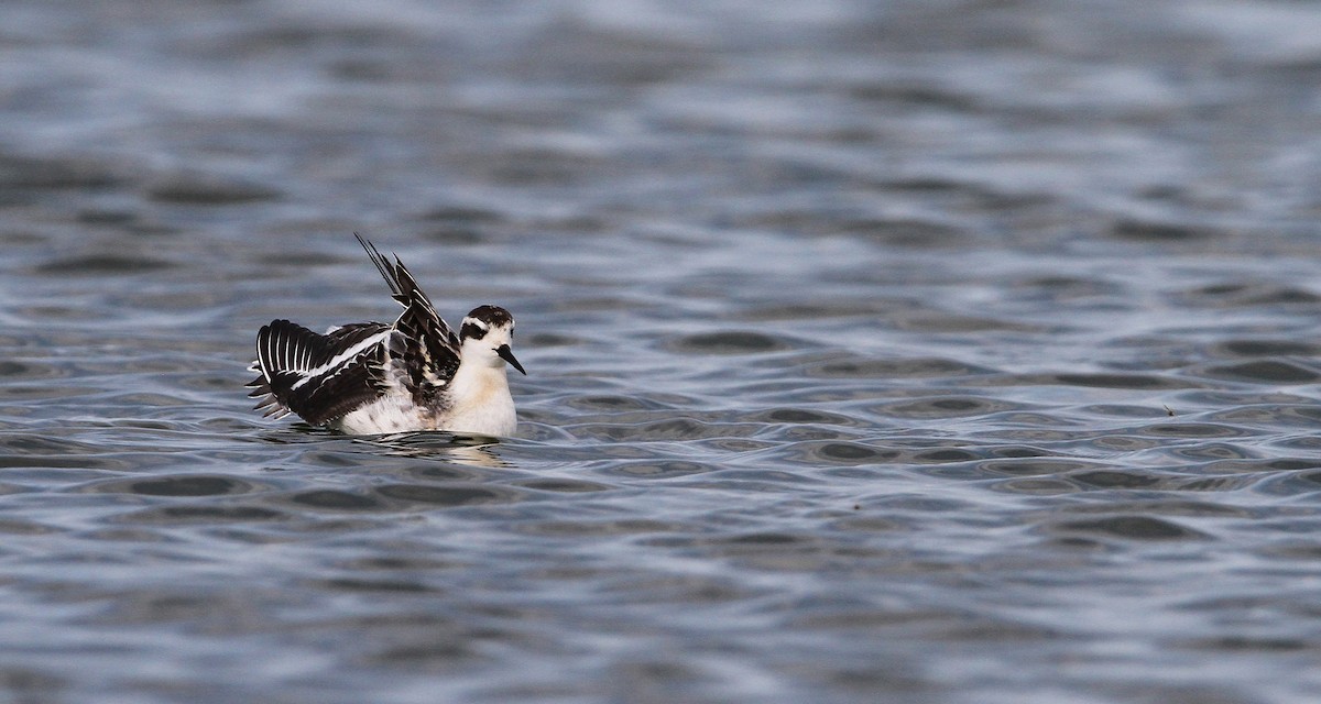 Phalarope à bec étroit - ML68056131