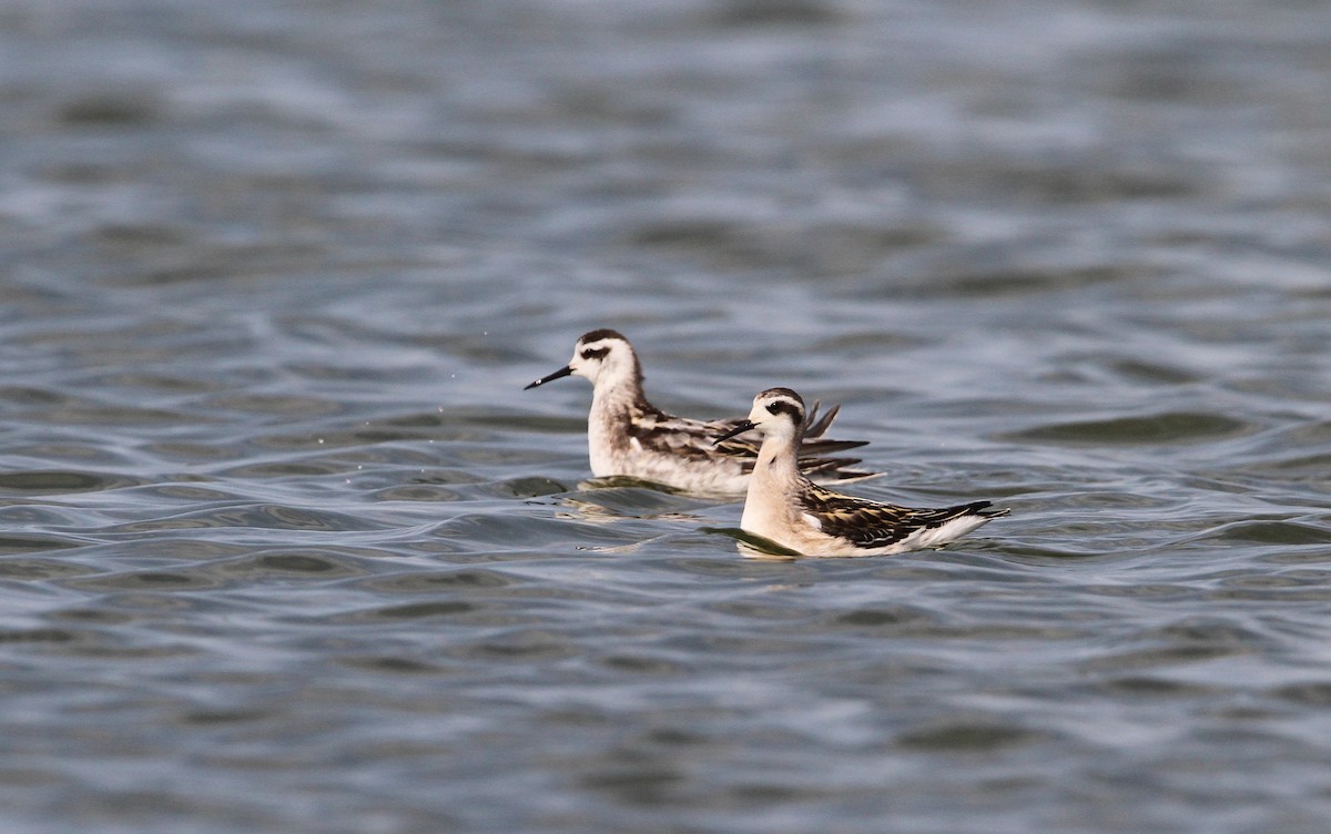 Phalarope à bec étroit - ML68056161