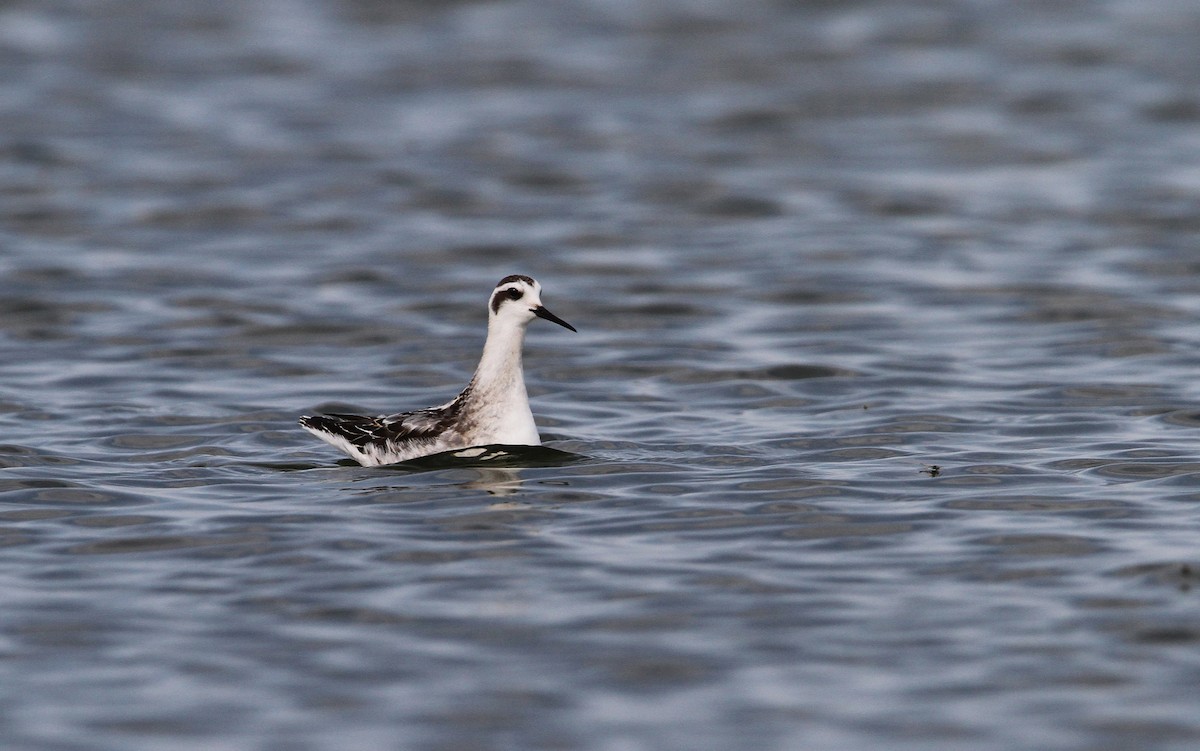 Red-necked Phalarope - ML68056181