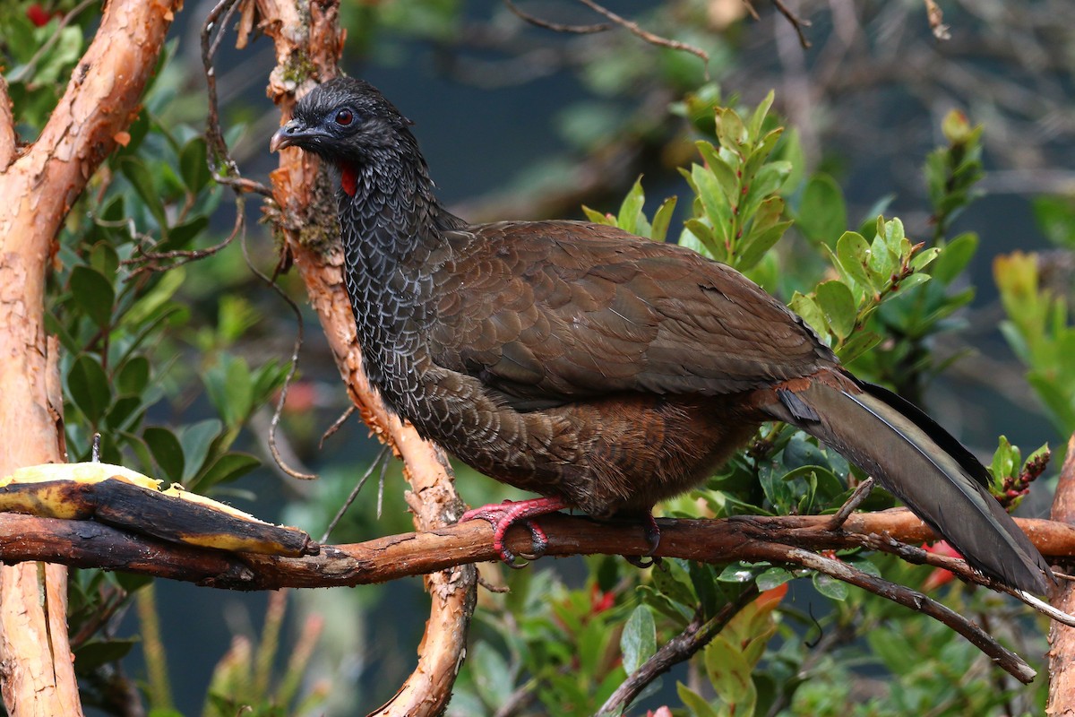 Andean Guan - ML68056251