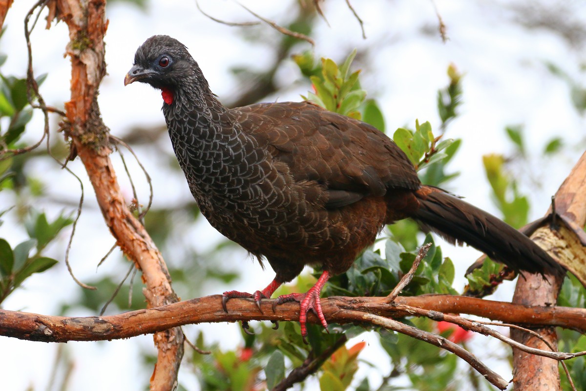 Andean Guan - Devin Griffiths