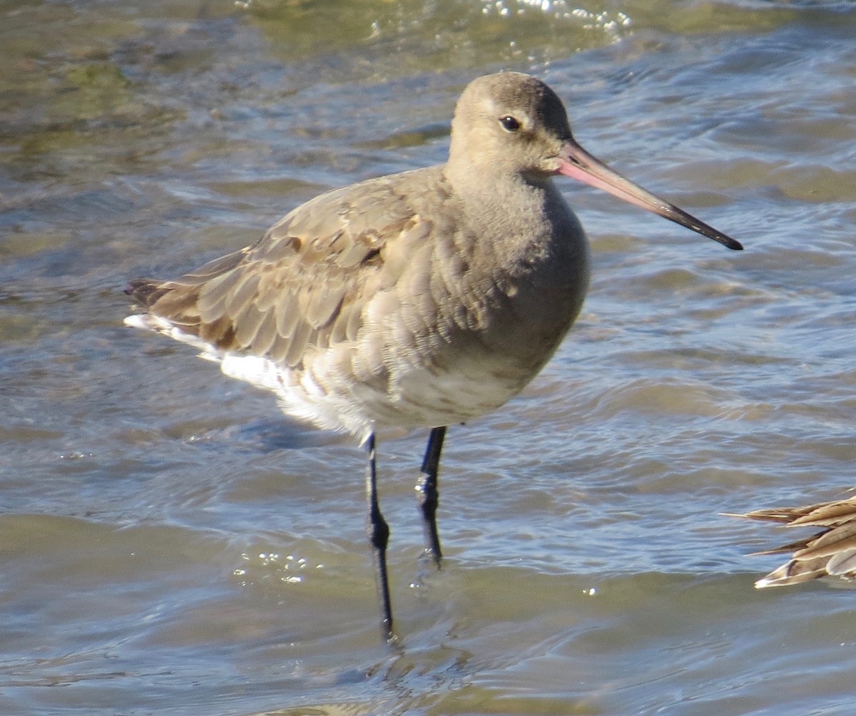 Black-tailed Godwit - Karen Wosilait