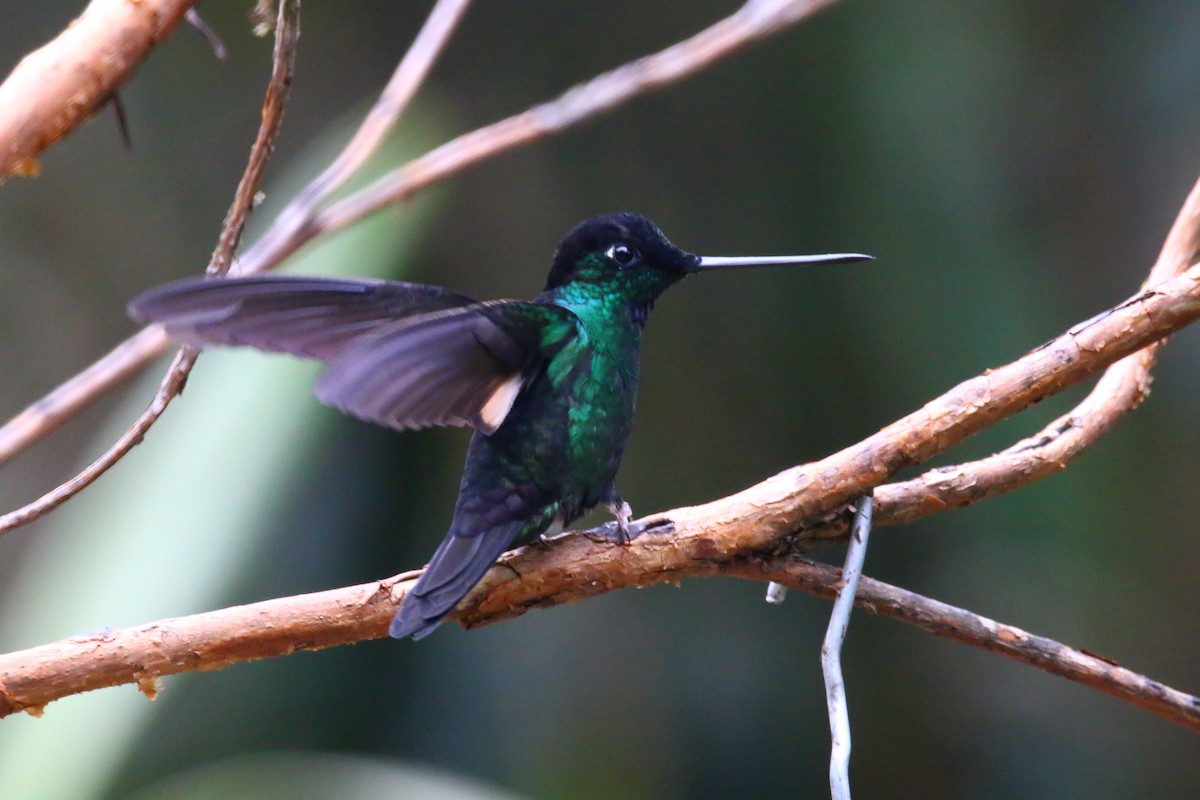 Buff-winged Starfrontlet - ML68056881