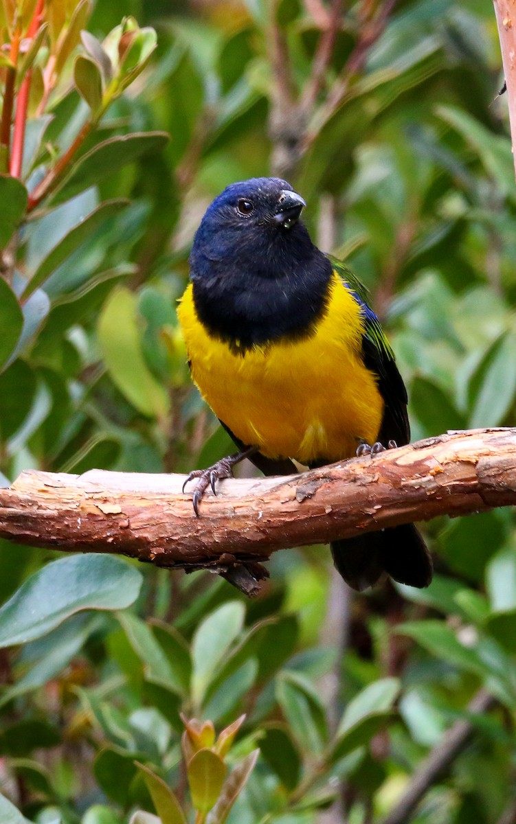 Black-chested Mountain Tanager - Devin Griffiths