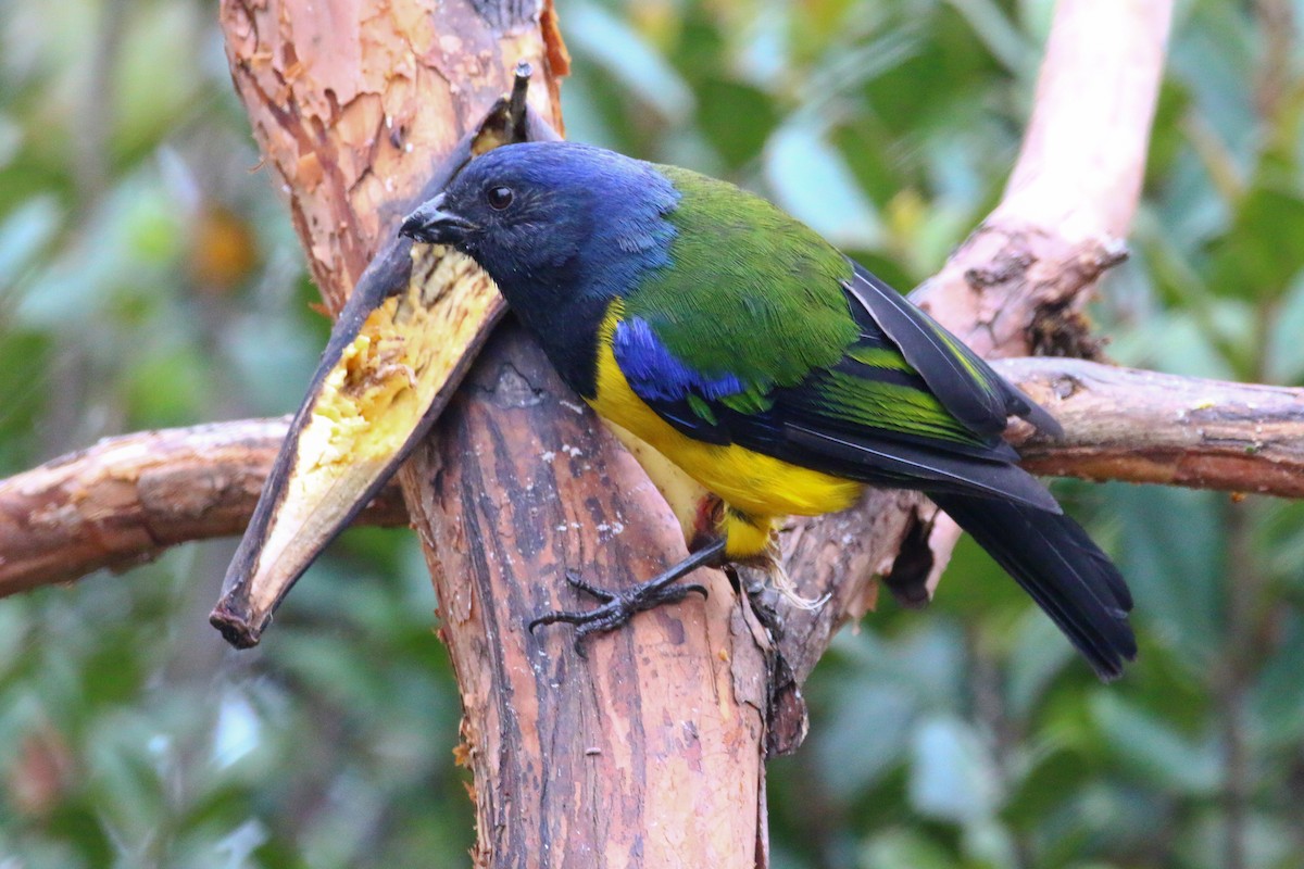 Black-chested Mountain Tanager - ML68057161