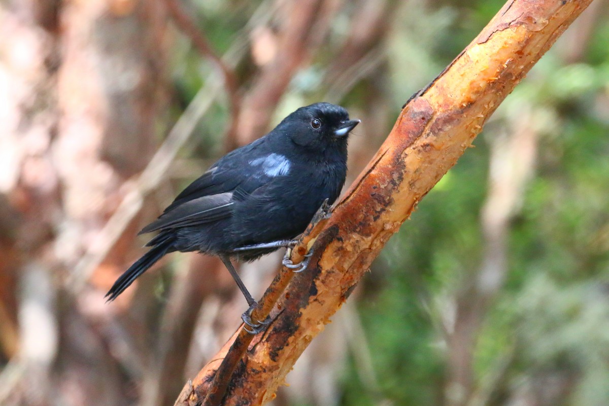 Glossy Flowerpiercer - Devin Griffiths