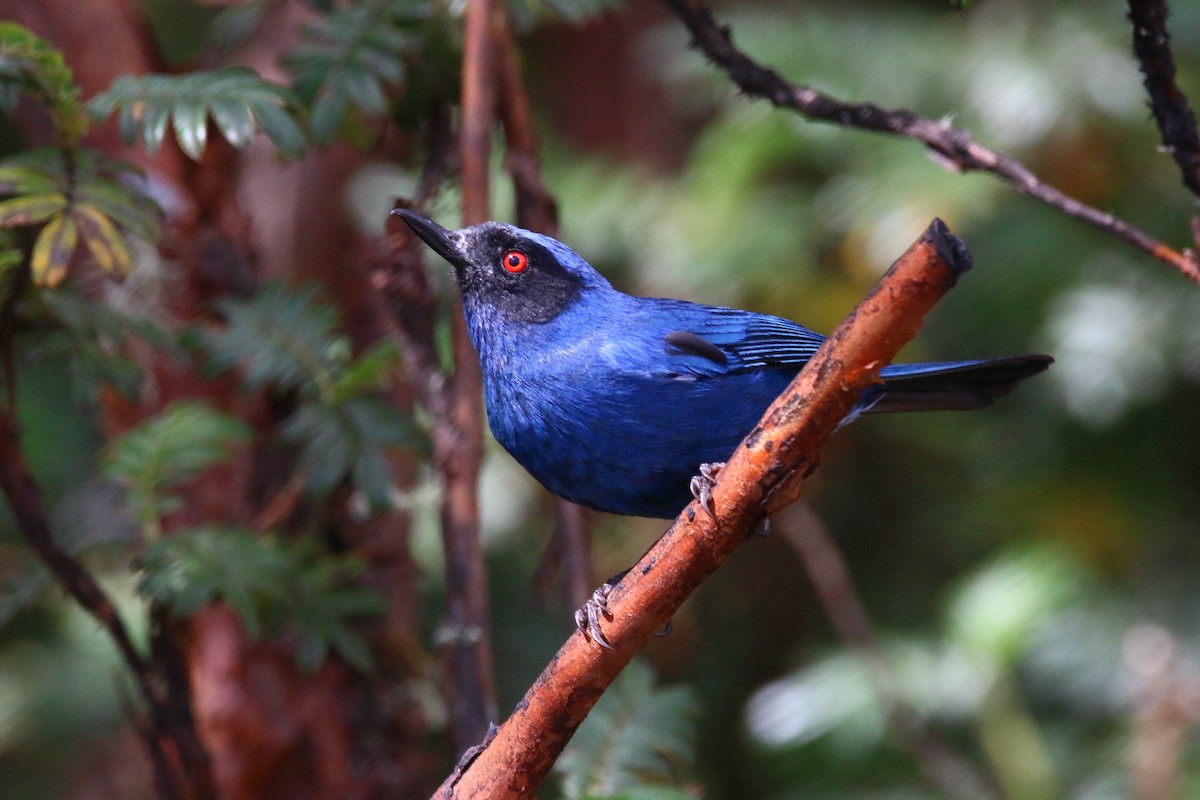 Masked Flowerpiercer - ML68057561