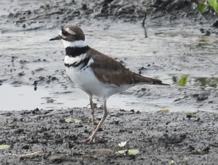 Killdeer - ML68059331