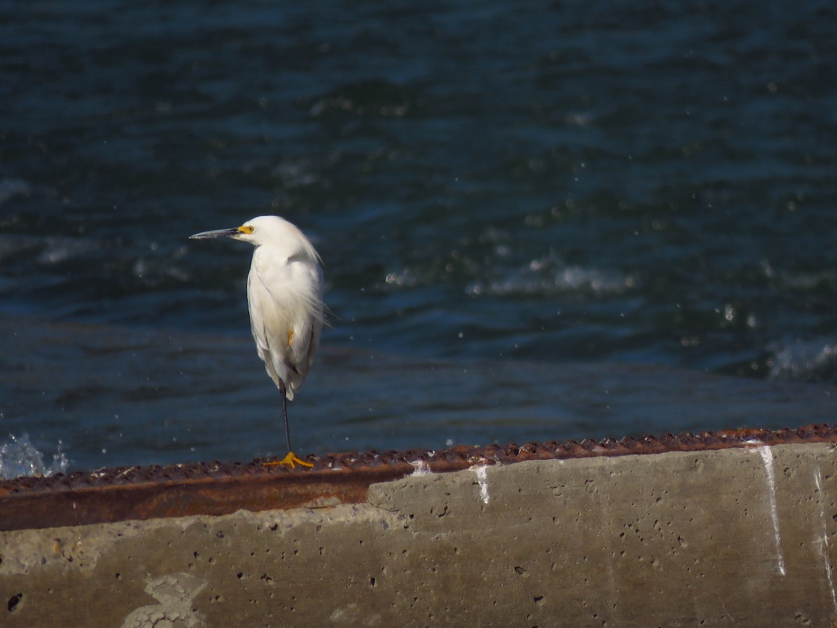 Snowy Egret - ML68059501