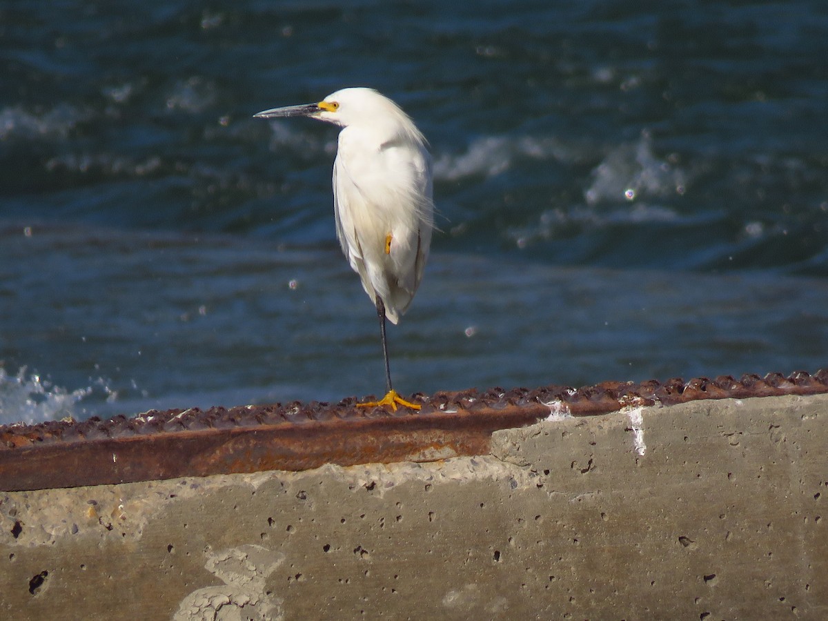 Snowy Egret - ML68059531