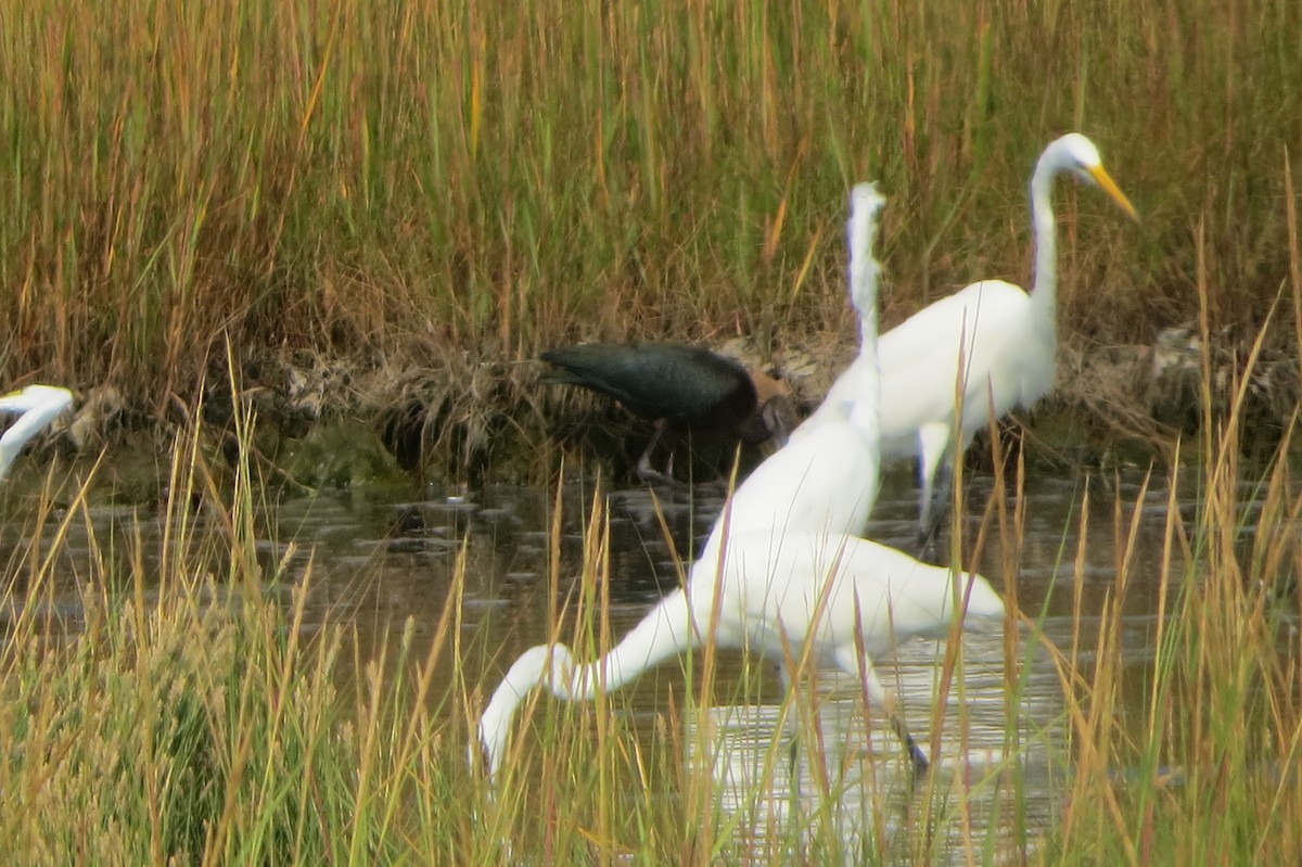 Glossy Ibis - Jeanne-Marie Maher