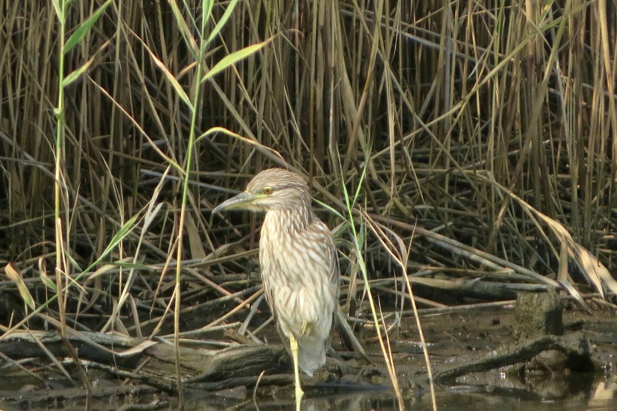 Black-crowned Night Heron - ML68061071