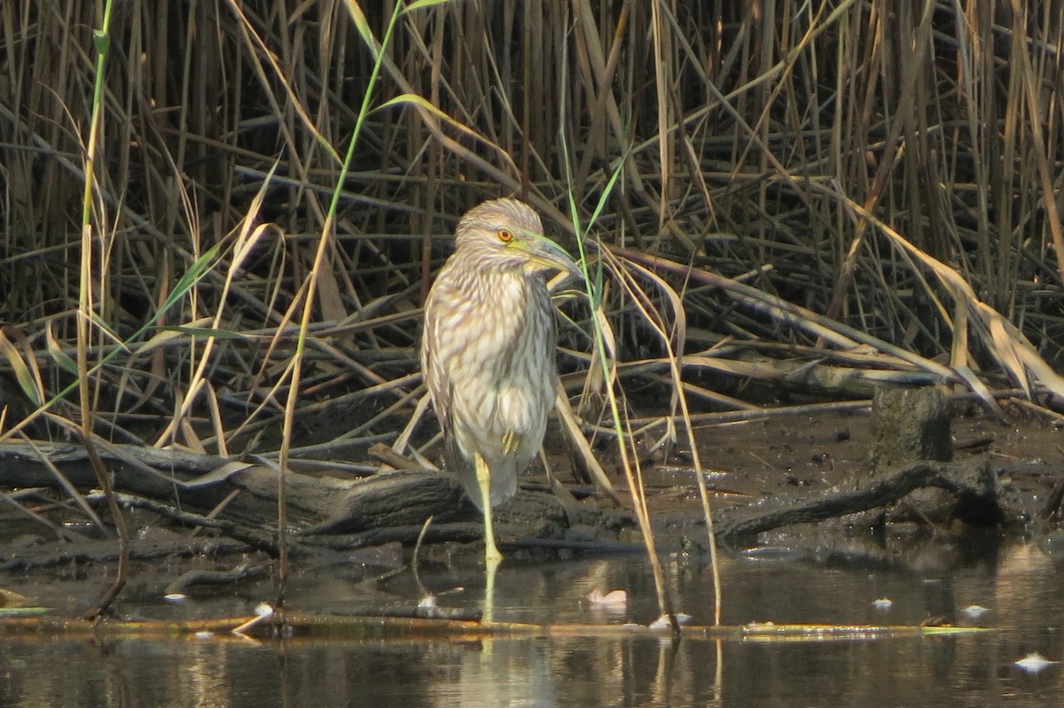 Black-crowned Night Heron - ML68061111