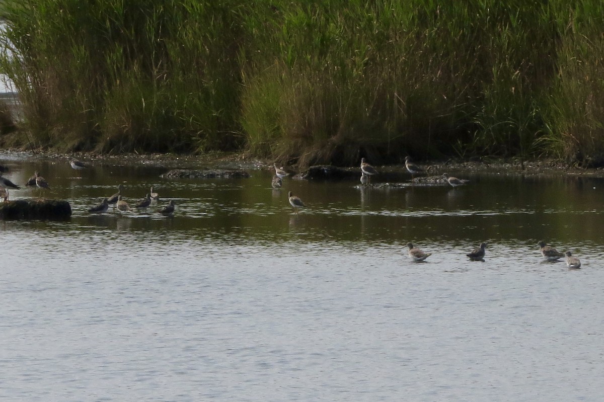 Greater Yellowlegs - Jeanne-Marie Maher