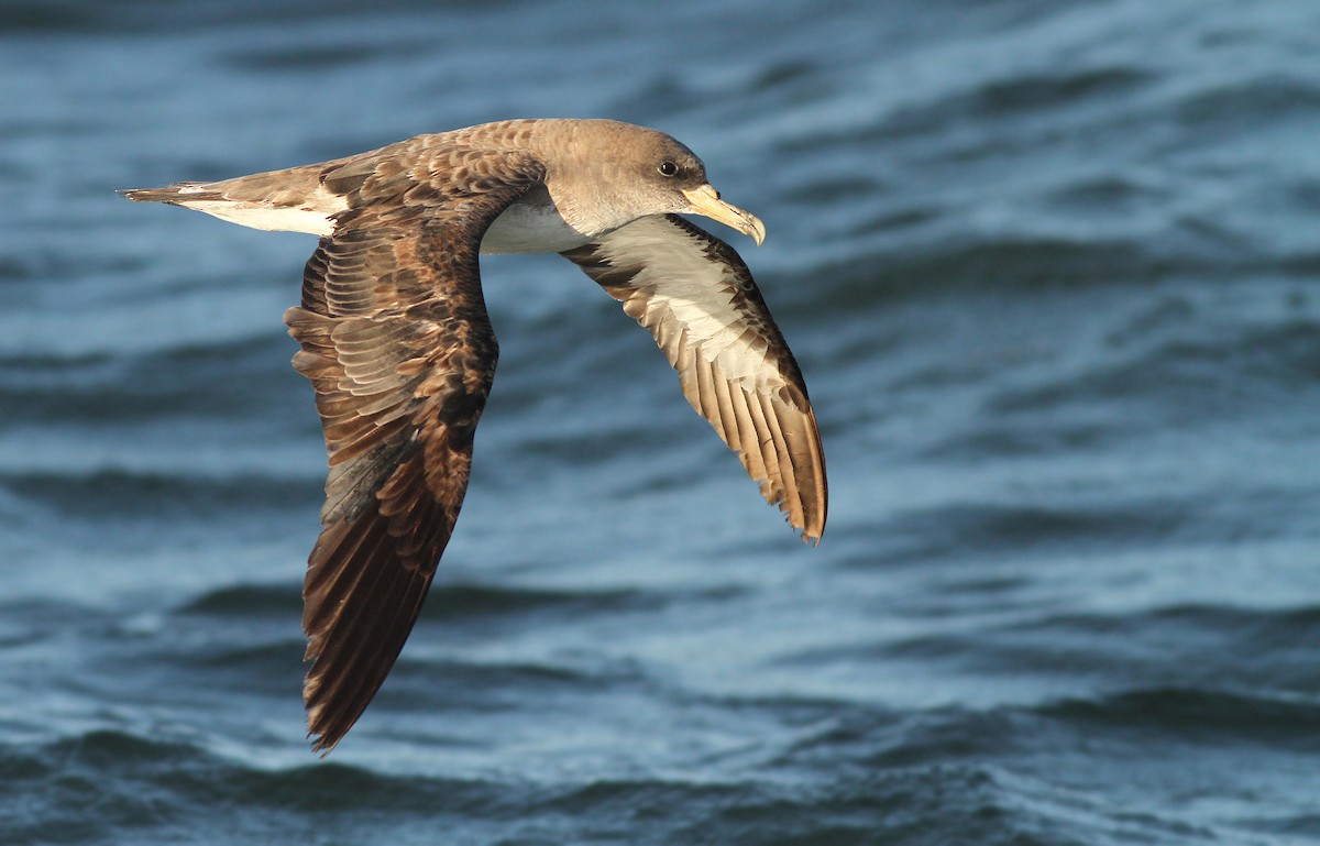 Cory's/Scopoli's Shearwater - ML68063191