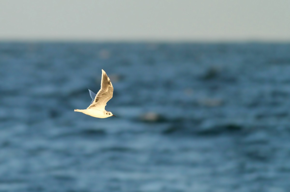 Little Gull - ML68063571