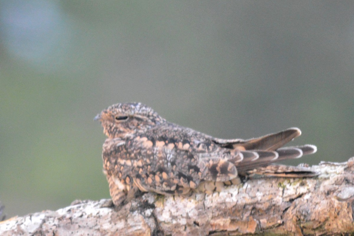 Lesser Nighthawk - ML68064461