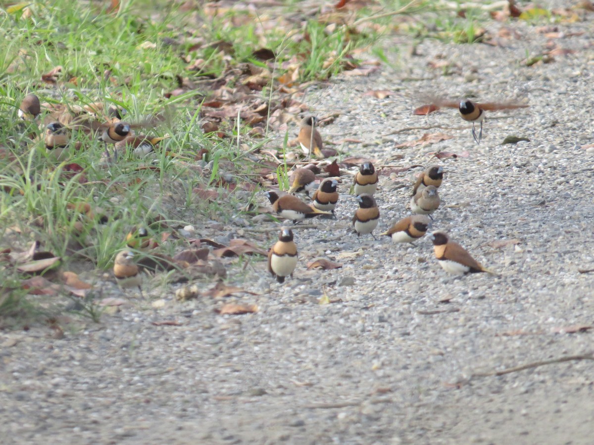 Chestnut-breasted Munia - ML68066471